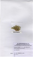 藏品(楔形仙掌藻)的圖片